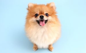 small Pomeranian dog